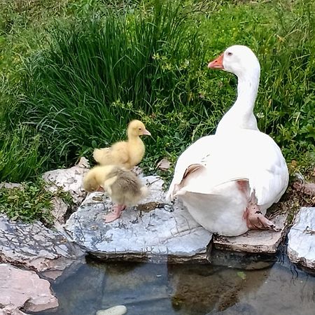 Agriturismo Campagna In Compagnia Vallo di Nera Εξωτερικό φωτογραφία